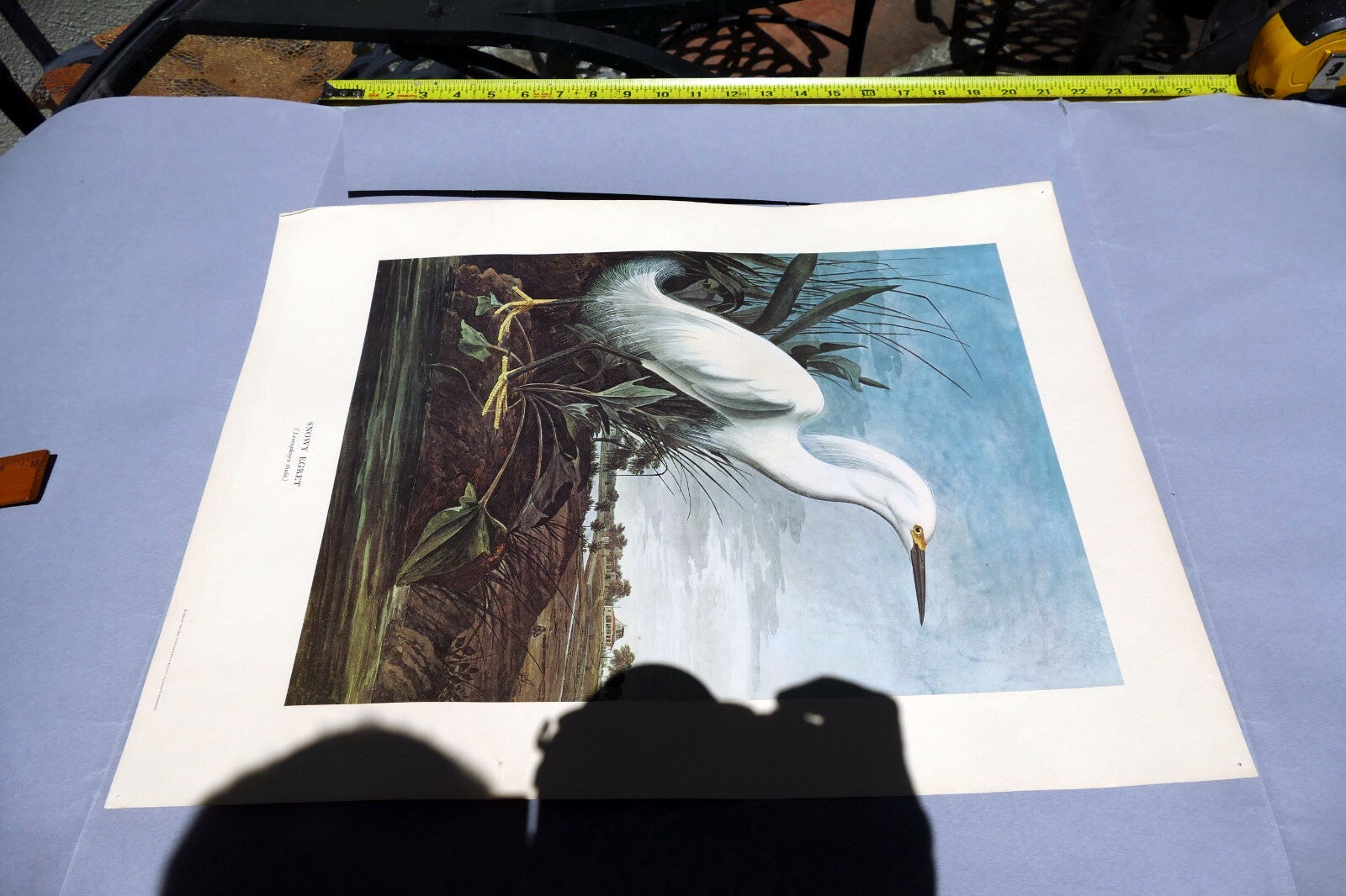 1966 Audubon Print SNOWY EGRET, bird print 15X20" medium