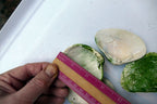 Clam Shell 2.5X2" Seashell Ocean small medium sea beach aquarium decor 