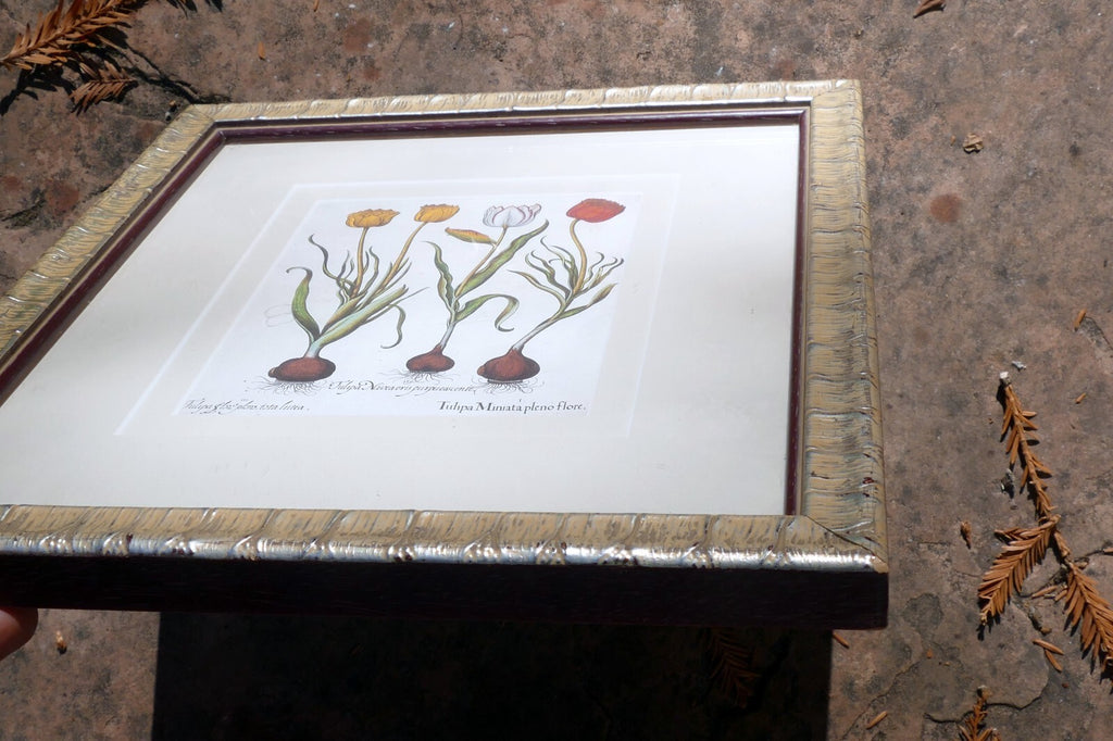 Basilius Besler TULIPA MINIATA PLENO FLORE FRAMED MATTED ART PRINT Tulip