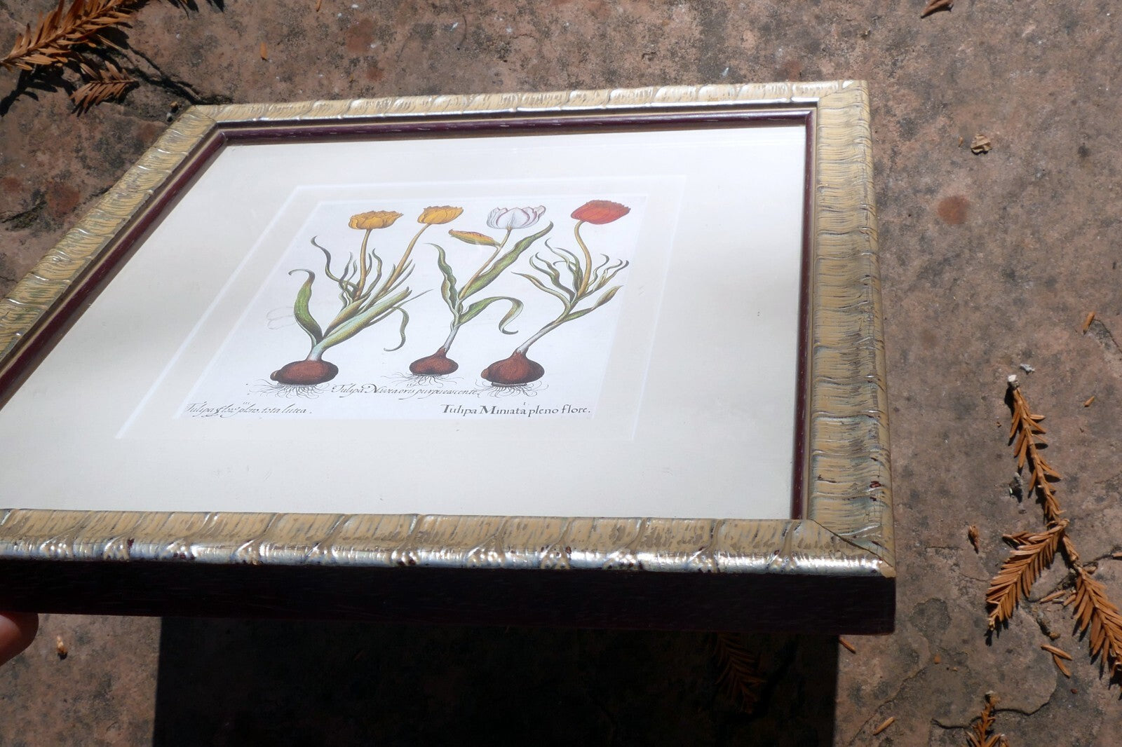 Basilius Besler TULIPA MINIATA PLENO FLORE FRAMED MATTED ART PRINT Tulip