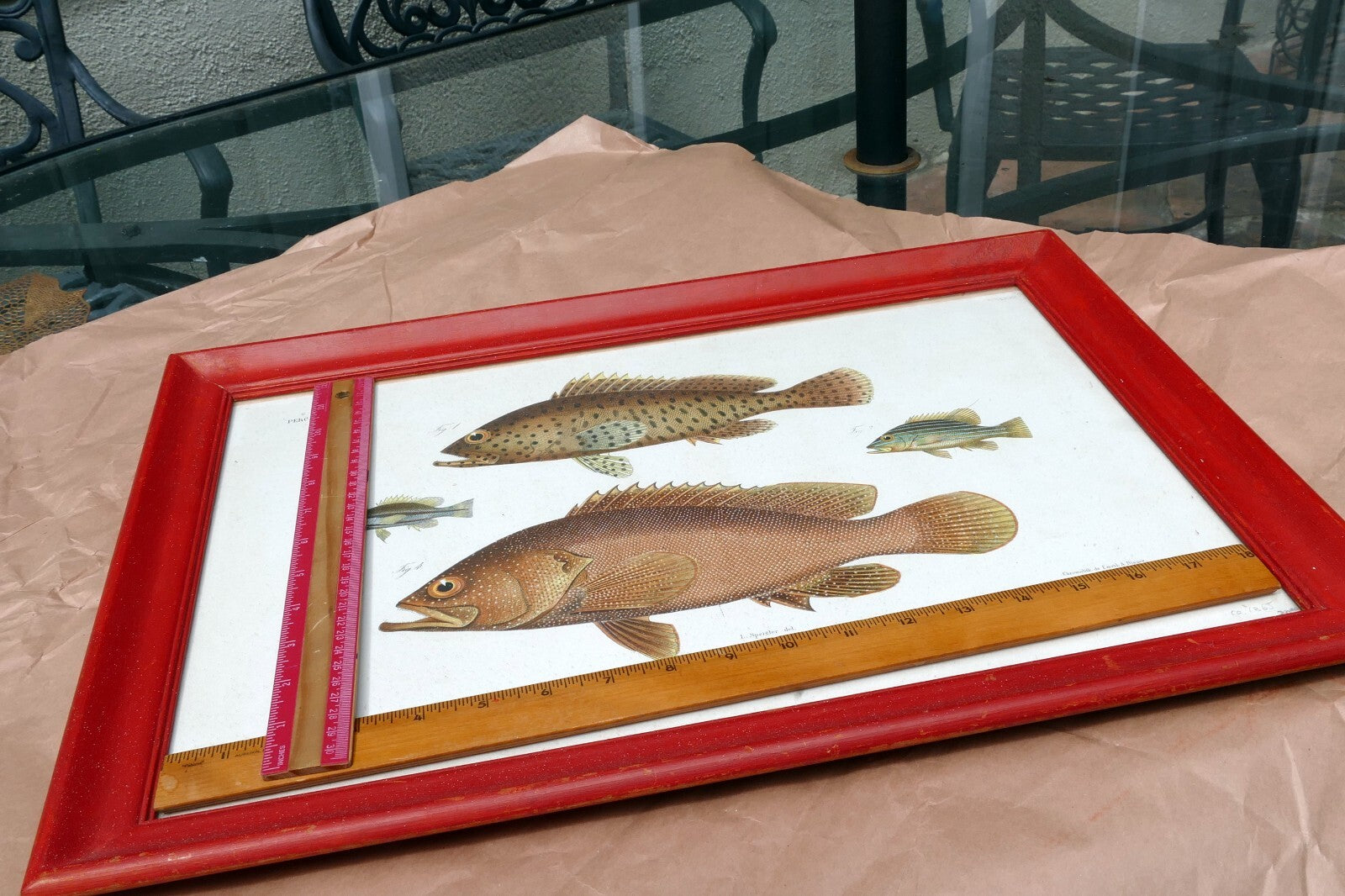 Antique Print Perch fish by Emrik & Binger (1865) chromolithograph print framed