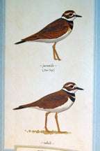 Killdeer shorebird postcard bird by david sibley   unposted , new