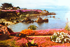 Ice plant seascape ocean landscape pacific grove california usa postcard 1970's