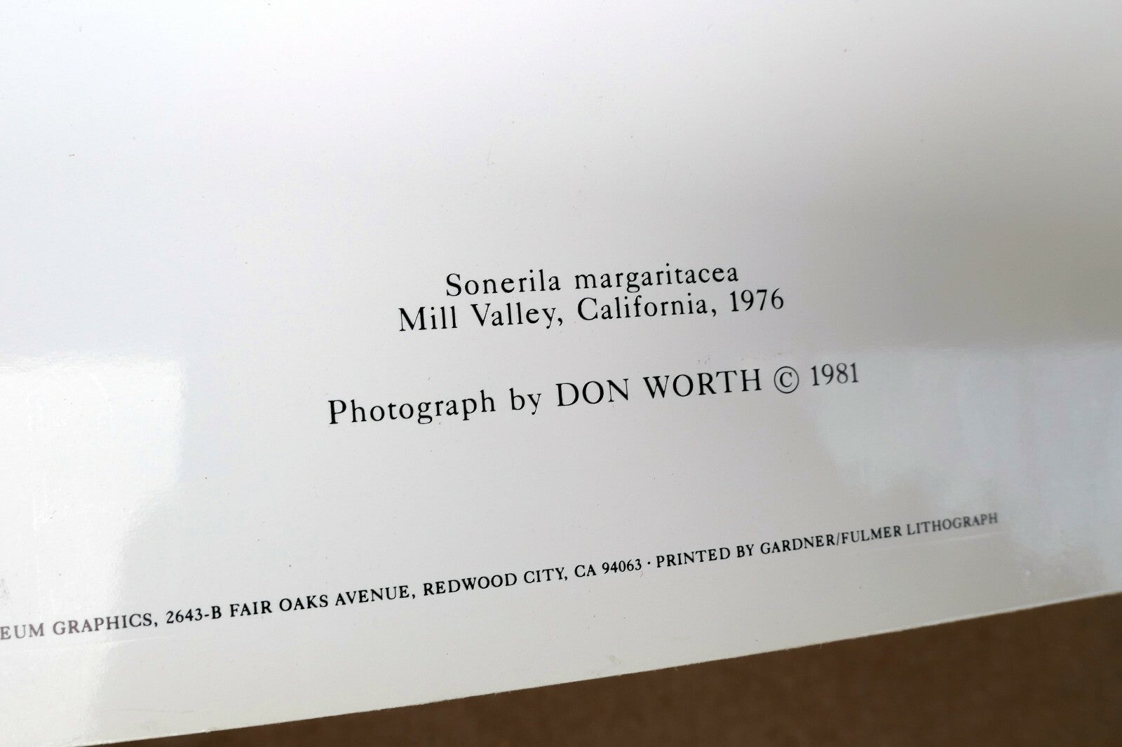 Sonerila Margaritacea 1976 Photograph by Don Worth Greeting Card D-005 floral