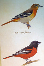 Baltimore oriole postcard bird by david sibley   unposted , new