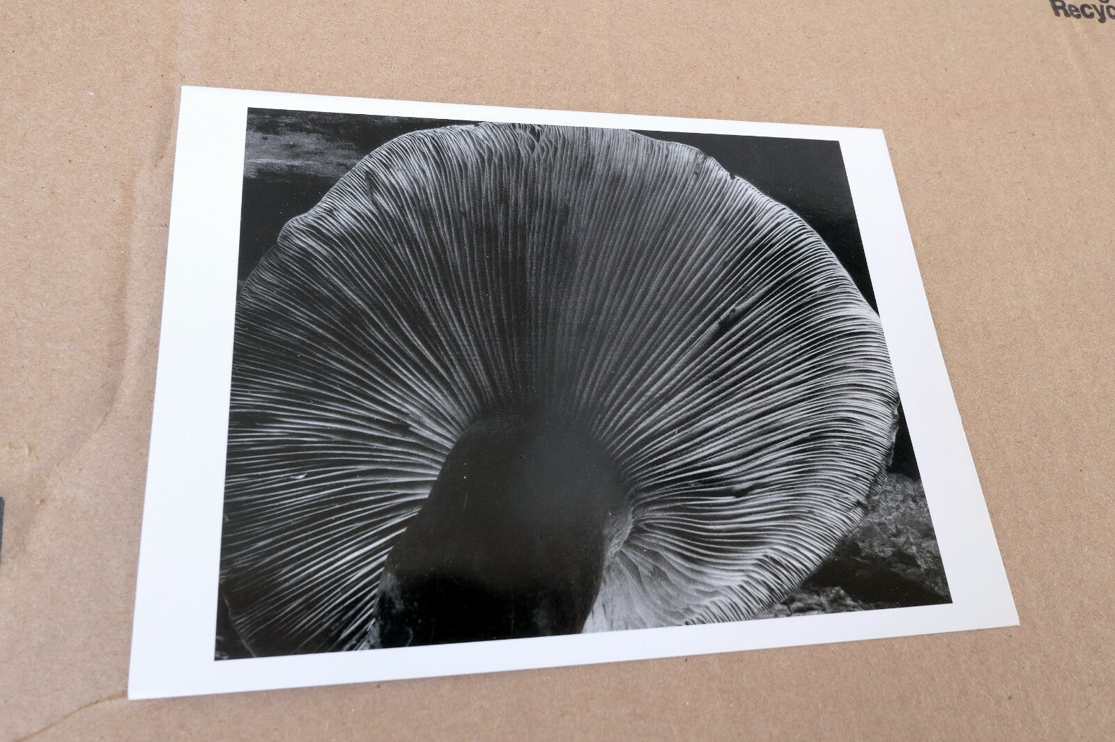 Toadstool 1931 4-FU Photograph by Edward Weston greeting card W-008-85
