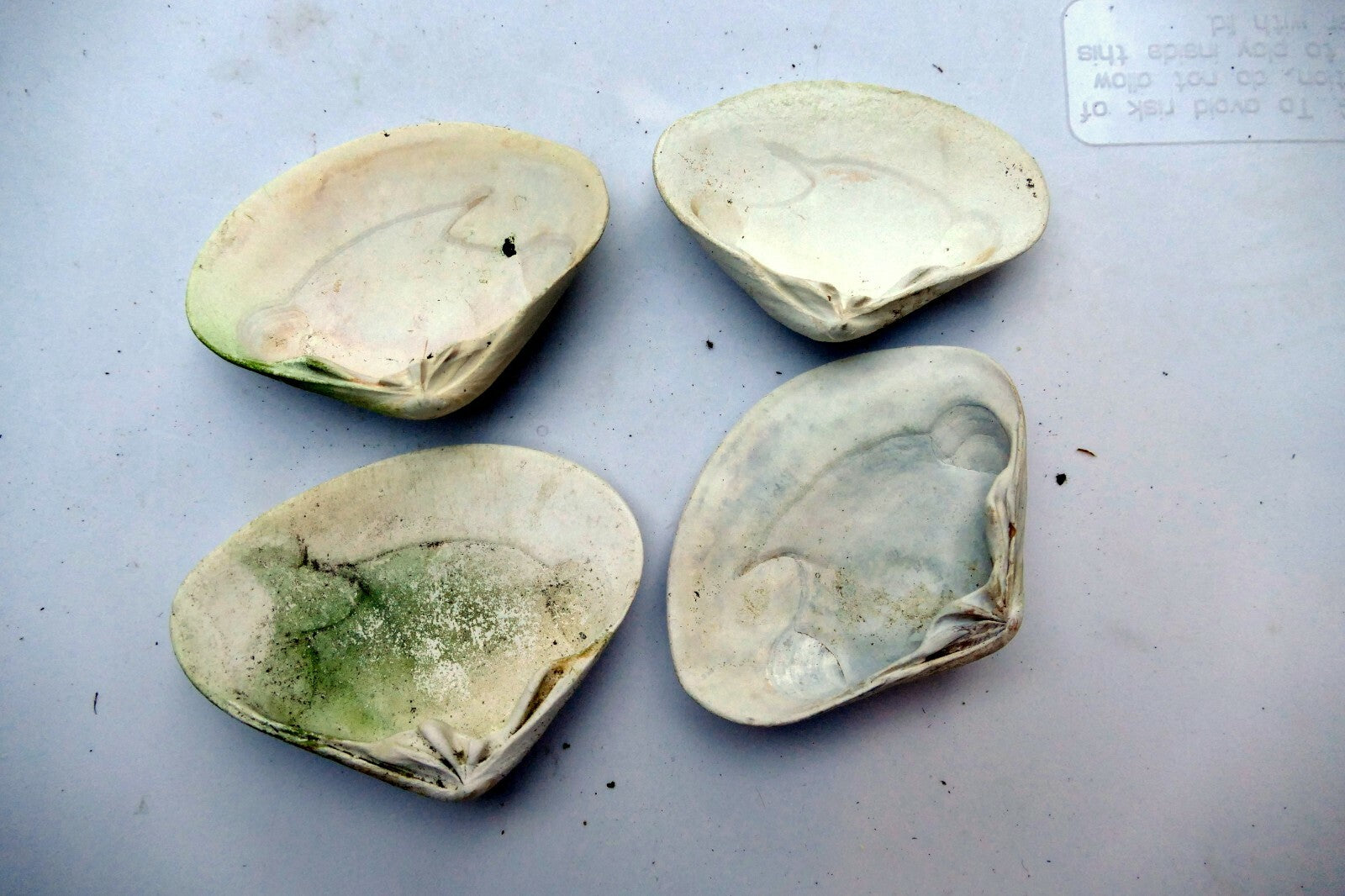 Single Clam Shell 4"x3" Seashell from Ocean large sea beach aquarium decor