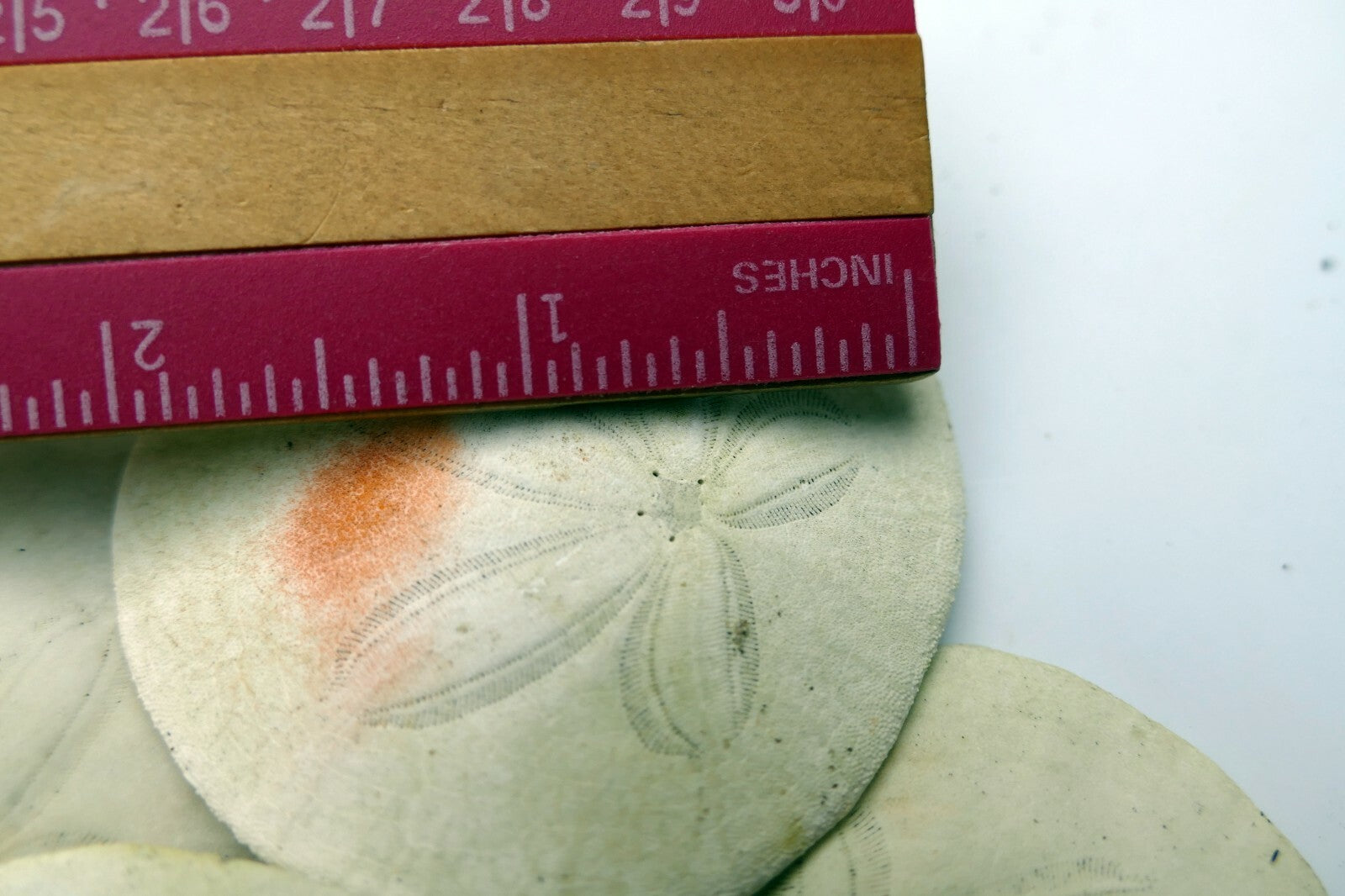 Sand dollar Shell 2-2.2" pacific Ocean California beach aquarium decor medium