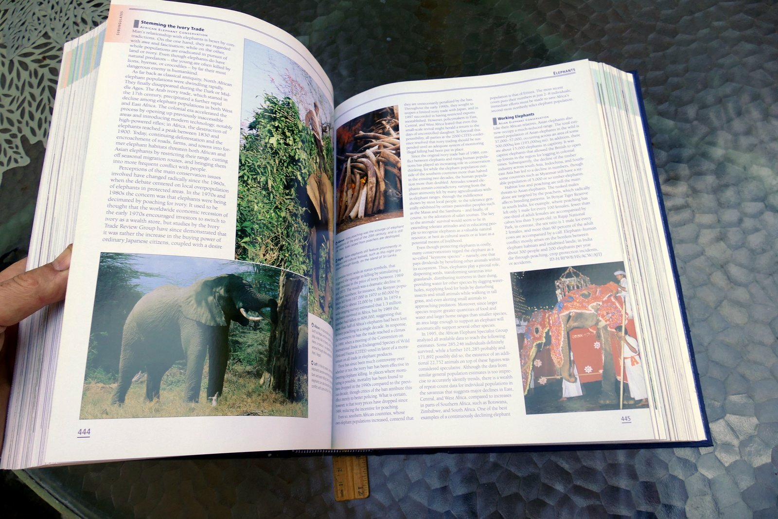 The New Encyclopedia of Mammals by David Macdonald Sasha Norris 2006 hardcover