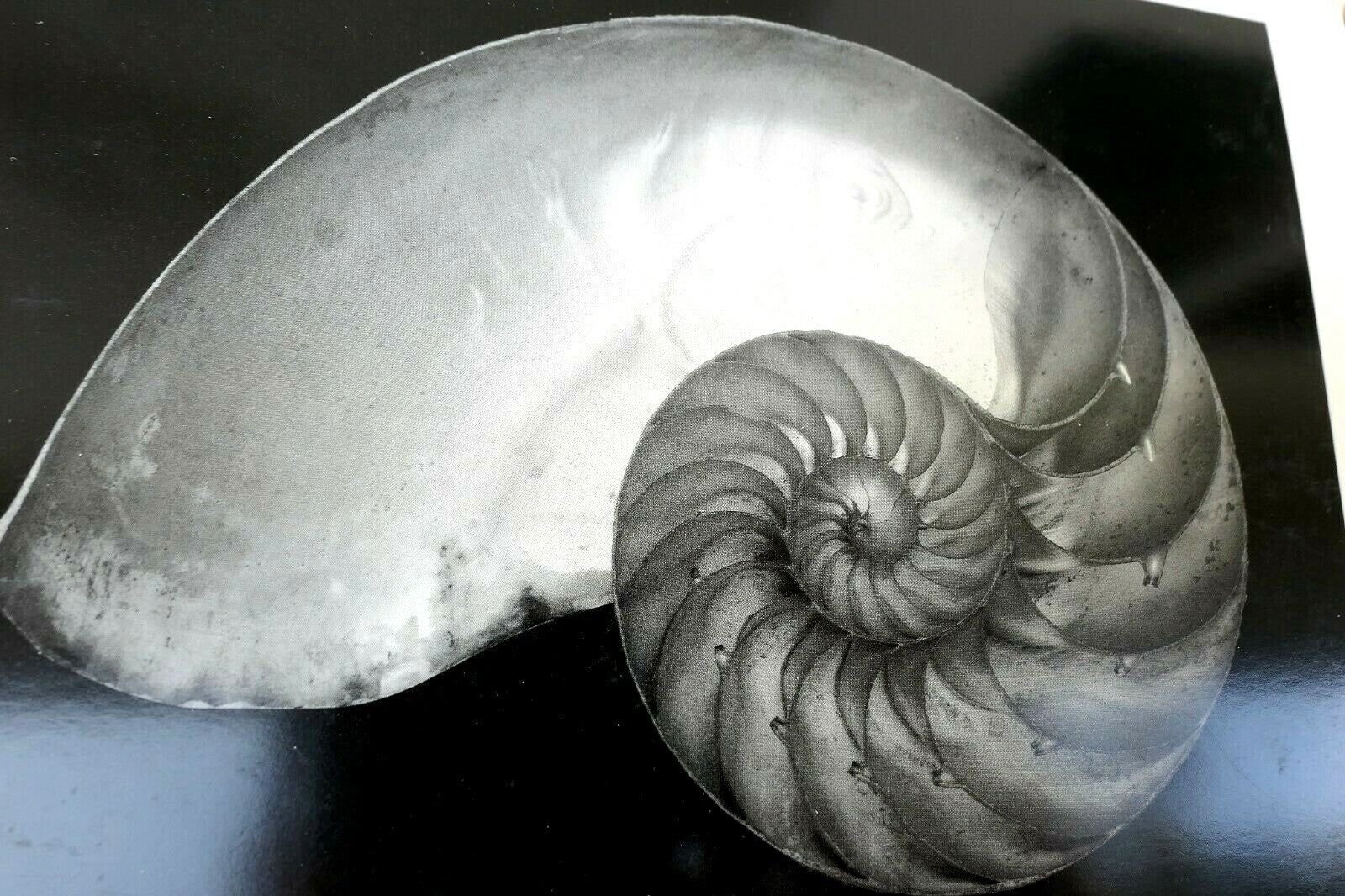 Shells 1927 2 s photograph by edward weston w 007 85 nautilus greeting card