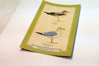 Ring-Billed Gull Shorebird Postcard Bird by David Sibley - unposted , new
