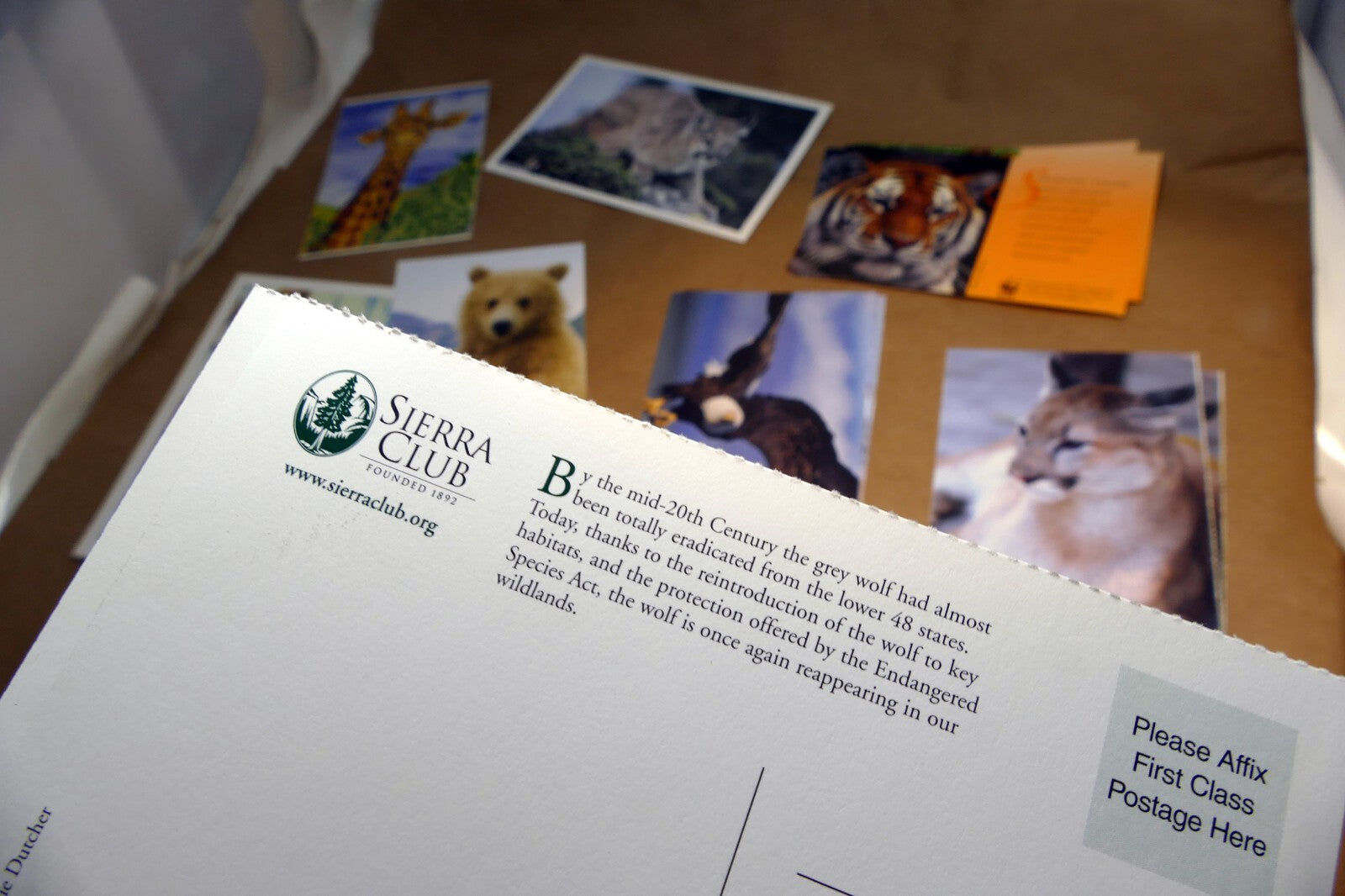 Animal Cats Wolves Fox Postcard Postcard unposted set of 10 lot wildlife USA