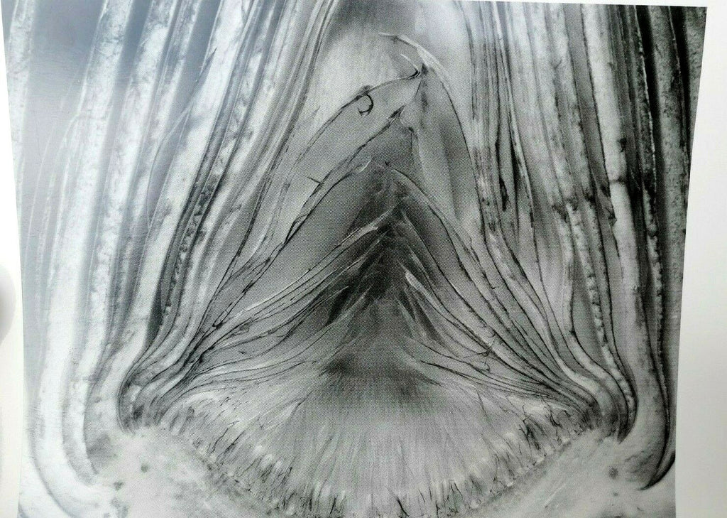 Artichoke halved 1930 28 v photograph by edward weston w 006 85 greeting card