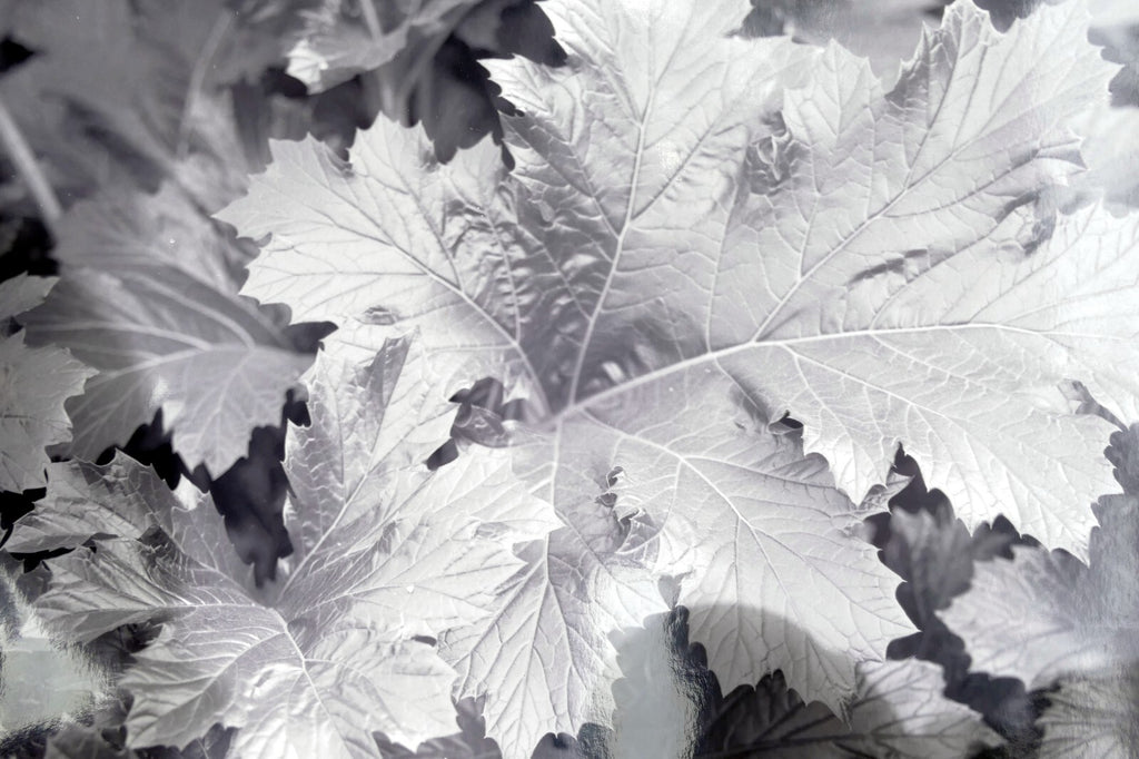 Tree leaf 11x14" black & white picture photo san francisco usa
