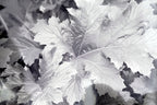 Tree leaf 11x14" black & white picture photo san francisco usa