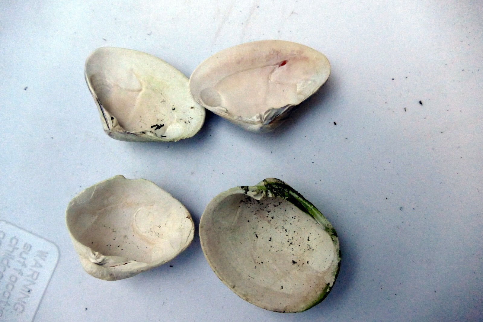 Clam Shell 2X1.5" Seashell small  Ocean sea beach aquarium decor 