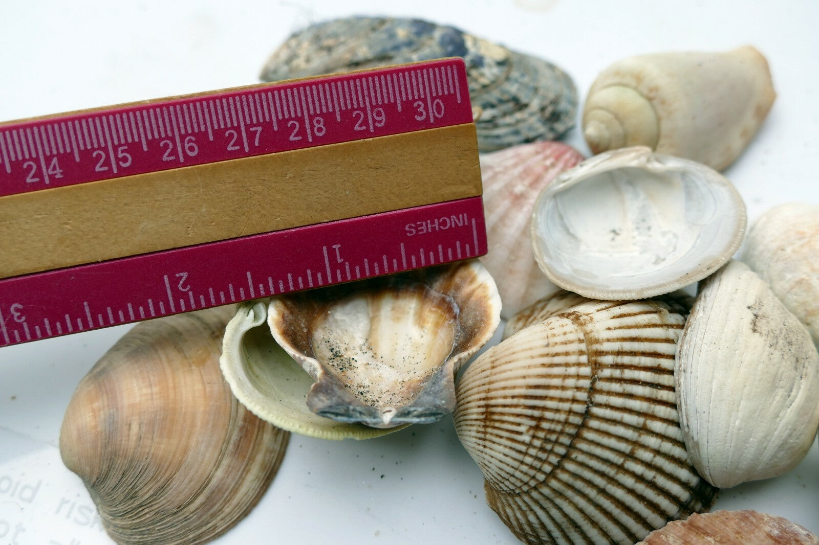 Mixed Bag Shells clam pacific Ocean 6.4oz bag for aquarium Venus clam spiral