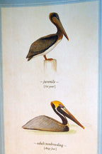 Brown pelican postcard bird by david sibley   unposted , new