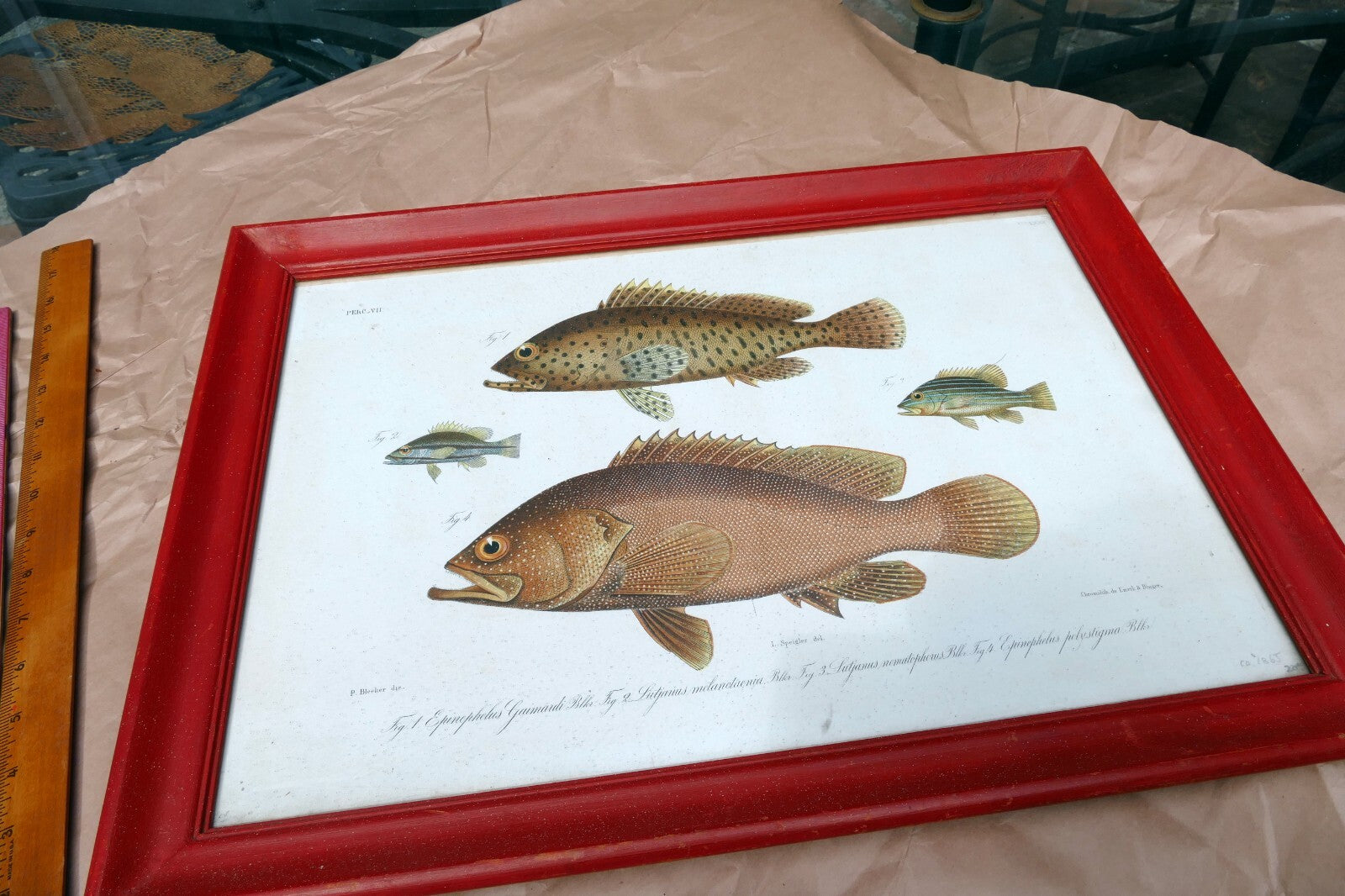 Antique Print Perch fish by Emrik & Binger (1865) chromolithograph print framed