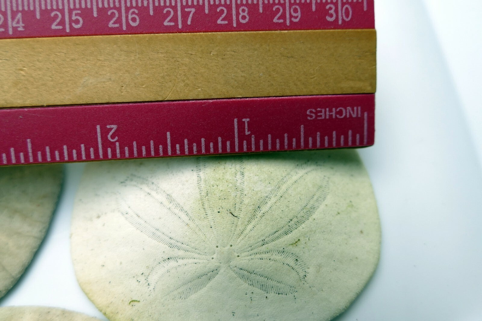 Sand dollar Shell 2.2-2.5" pacific Ocean California beach aquarium decor