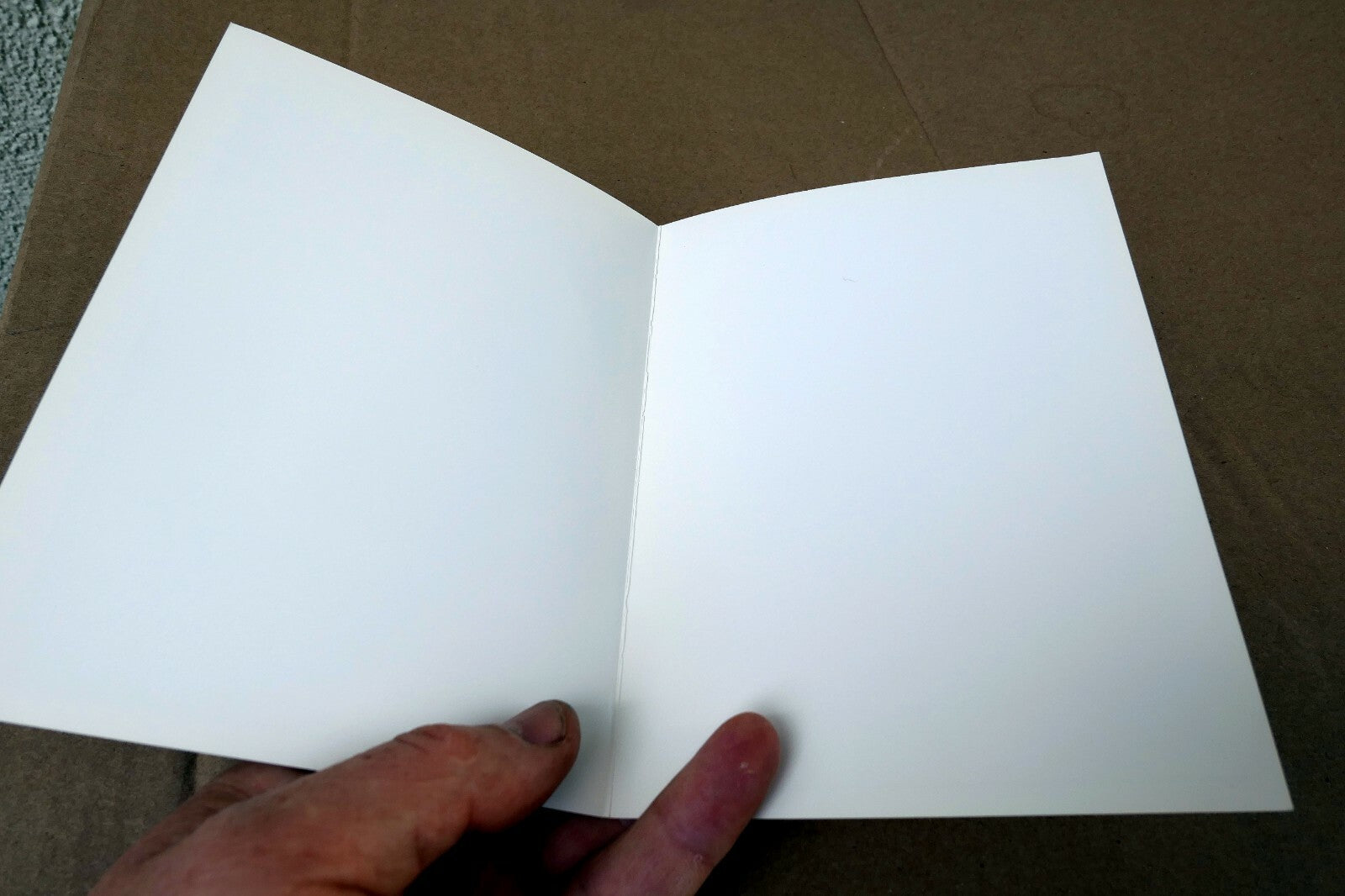 Cactus Notocactus Magnificus Photograph 1969 Don Worth Greeting Card D-002