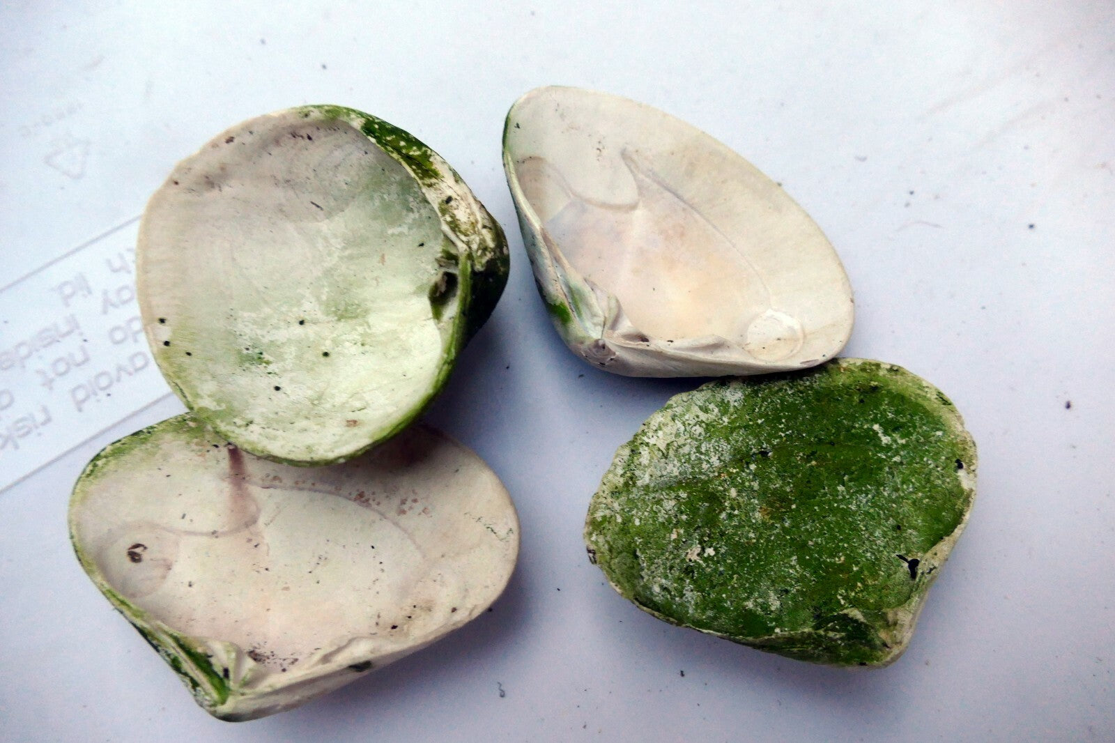 Clam Shell 2.5X2" Seashell Ocean small medium sea beach aquarium decor 