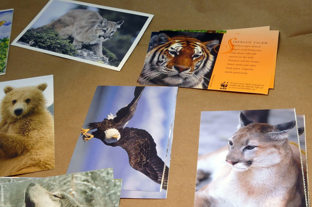 Animal Cats Wolves Fox Postcard Postcard unposted set of 10 lot wildlife USA