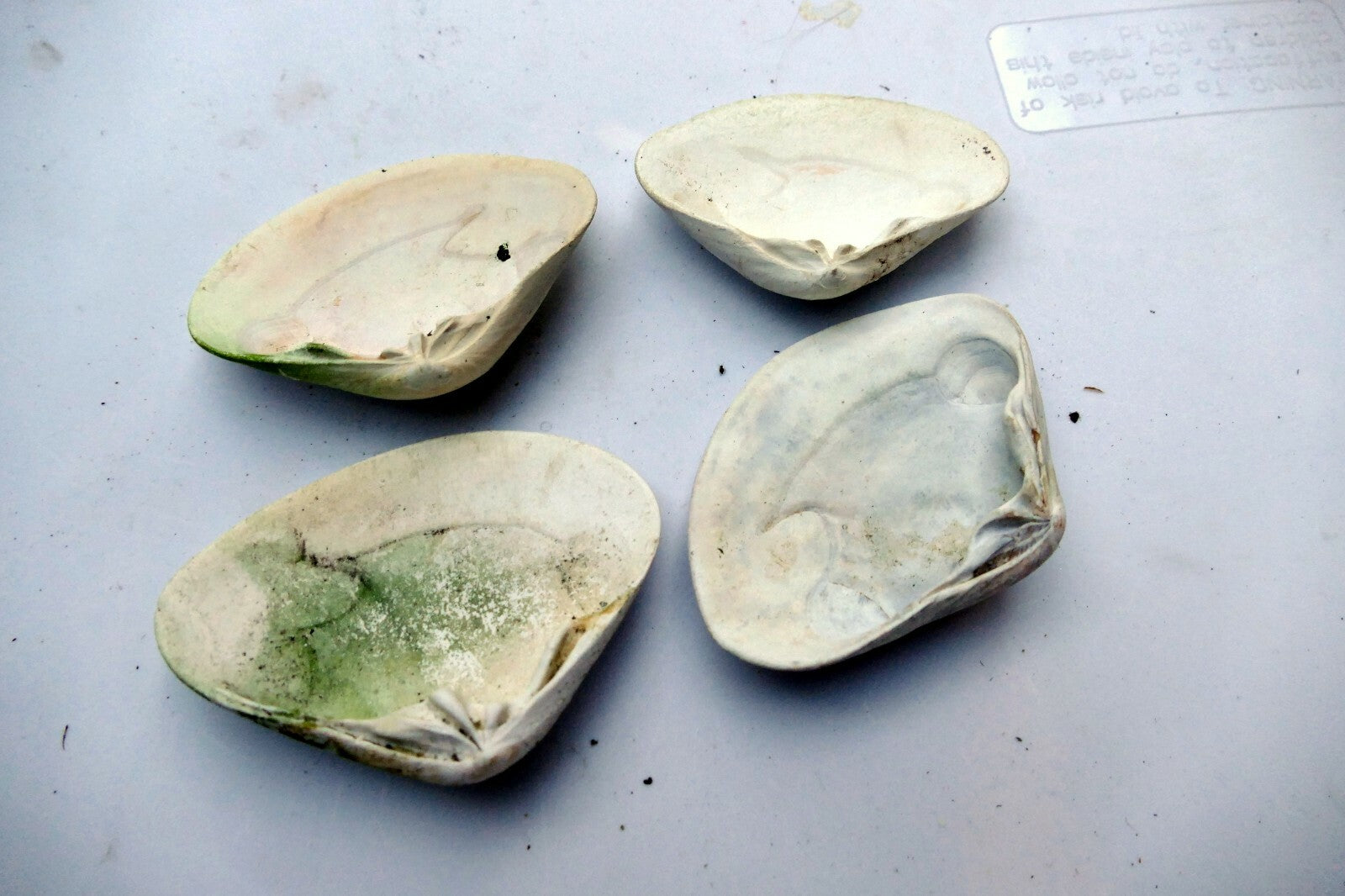 Single Clam Shell 4"x3" Seashell from Ocean large sea beach aquarium decor