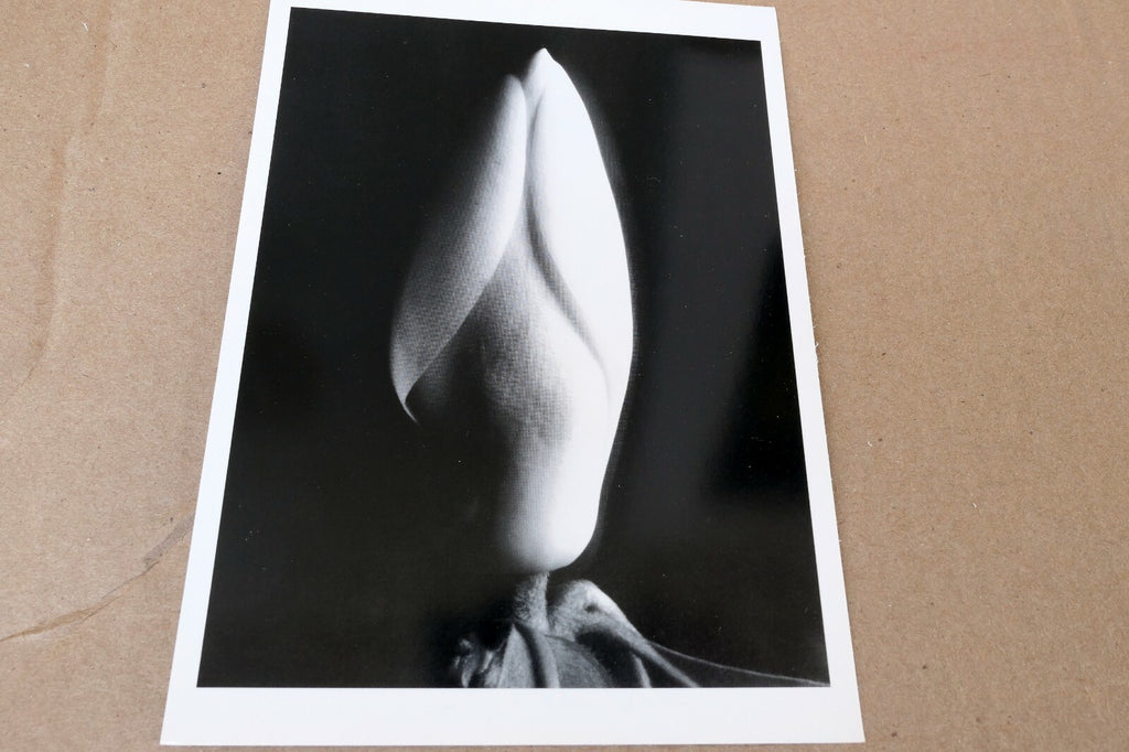 Magnolia Bud 1920 Photograph by Imogen Cunningham POSTCARD IC-1 Floral design