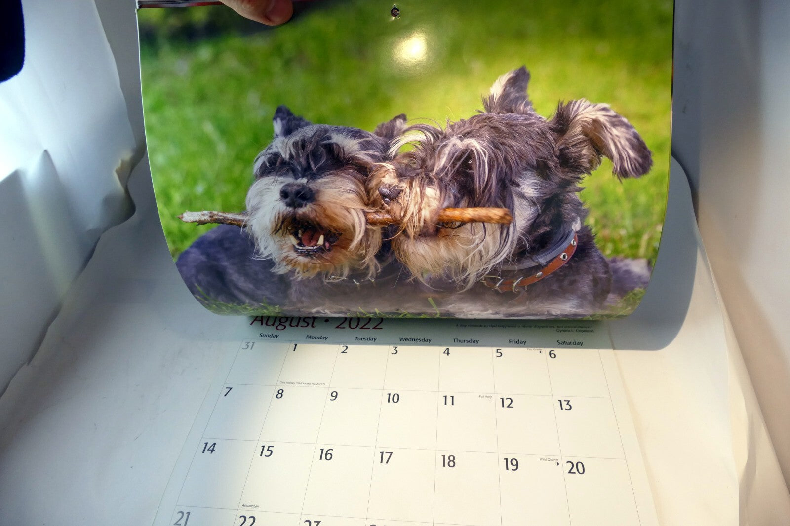 2022 Miniature Calendar puppy dog pics Red Ember family series