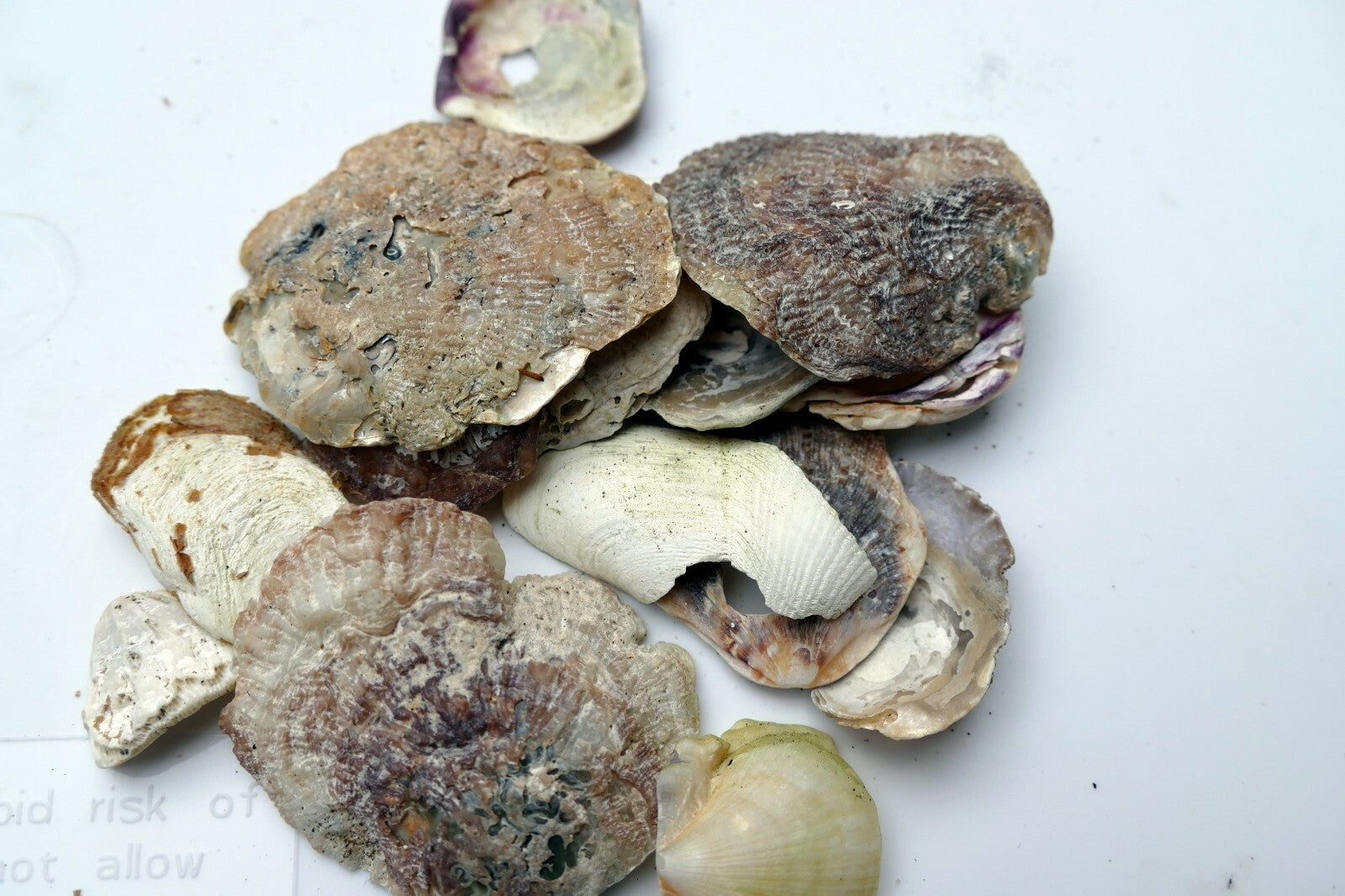 Shells oyster clam pacific Ocean shells 80gr 2.8oz small bag for aquarium decor