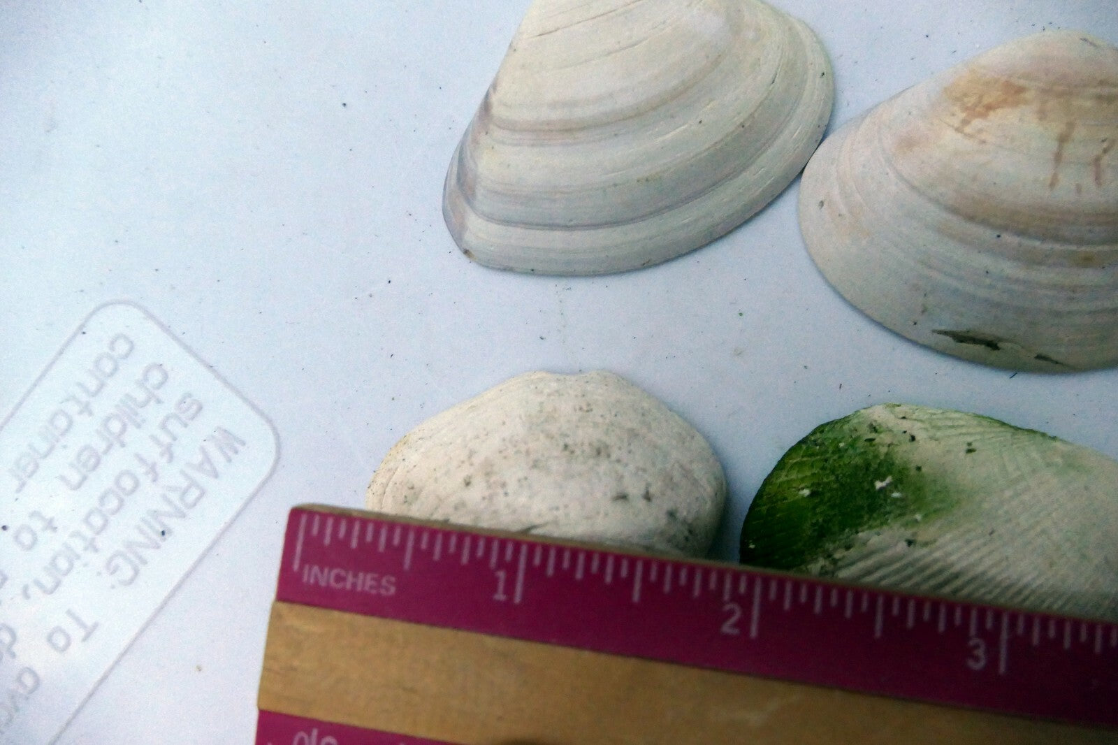 Clam Shell 2X1.5" Seashell small  Ocean sea beach aquarium decor 