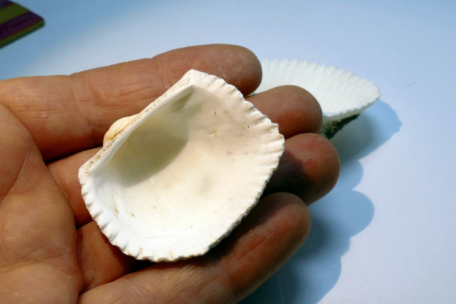 Single White Ark Shell Seashell beach decor clam medium 1.5X1.5" clam cockle sea