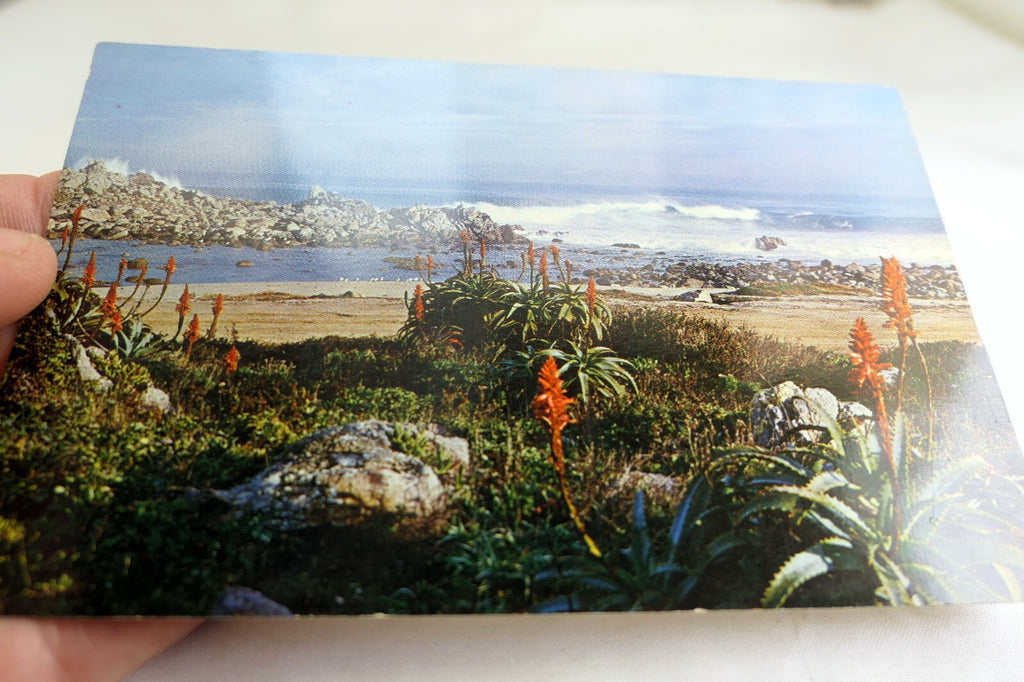 Red Aloe Shore Line Landscape Pacific Grove California USA Postcard 1970's