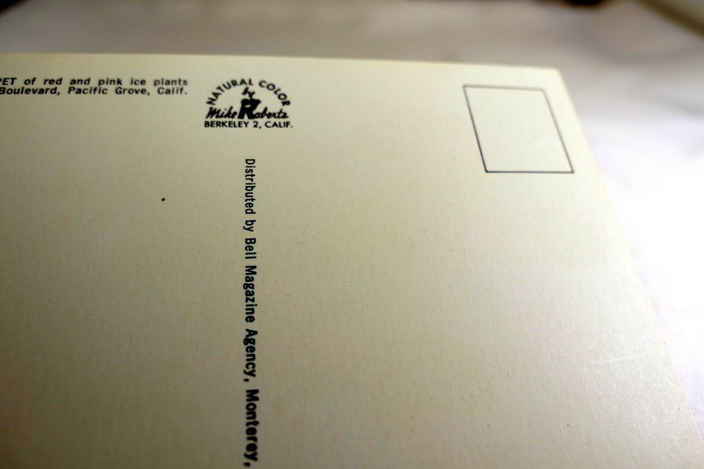 Ice Plant Seascape Ocean Landscape Pacific Grove California USA Postcard 1970's