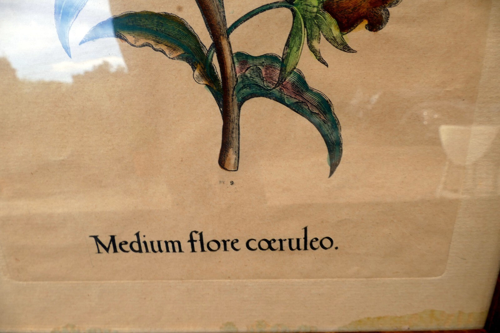 Edizioni Ponte Medium Flore Coeruleo Botanical Floral Print 14X25" Framed
