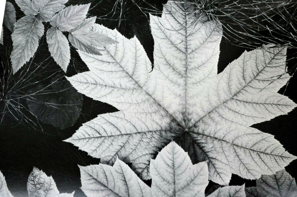 Leaf glacier bay national monument 1948 photo ansel adams greeting card a 021 75