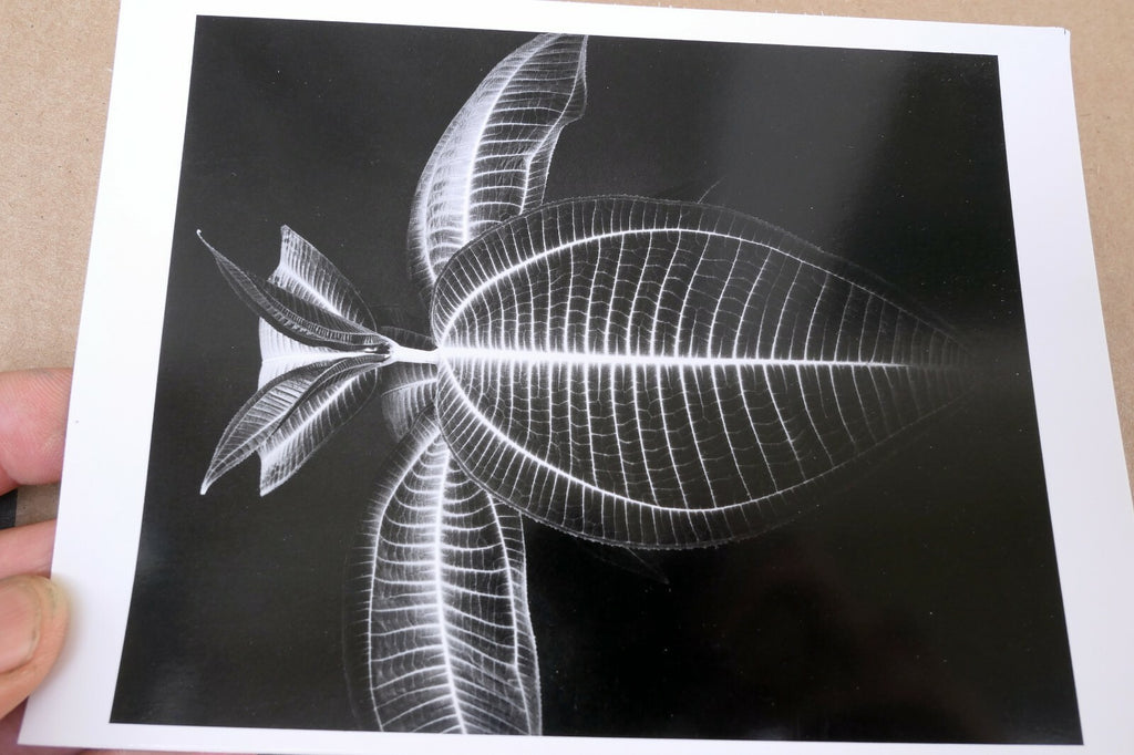 Miconia Magnifica Mill Valley 1977 Photograph by Don Worth D-006 greeting card