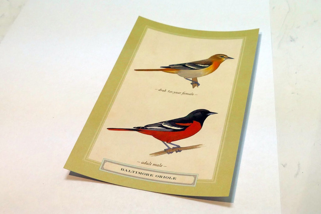 Baltimore Oriole Postcard Bird by David Sibley - unposted , new