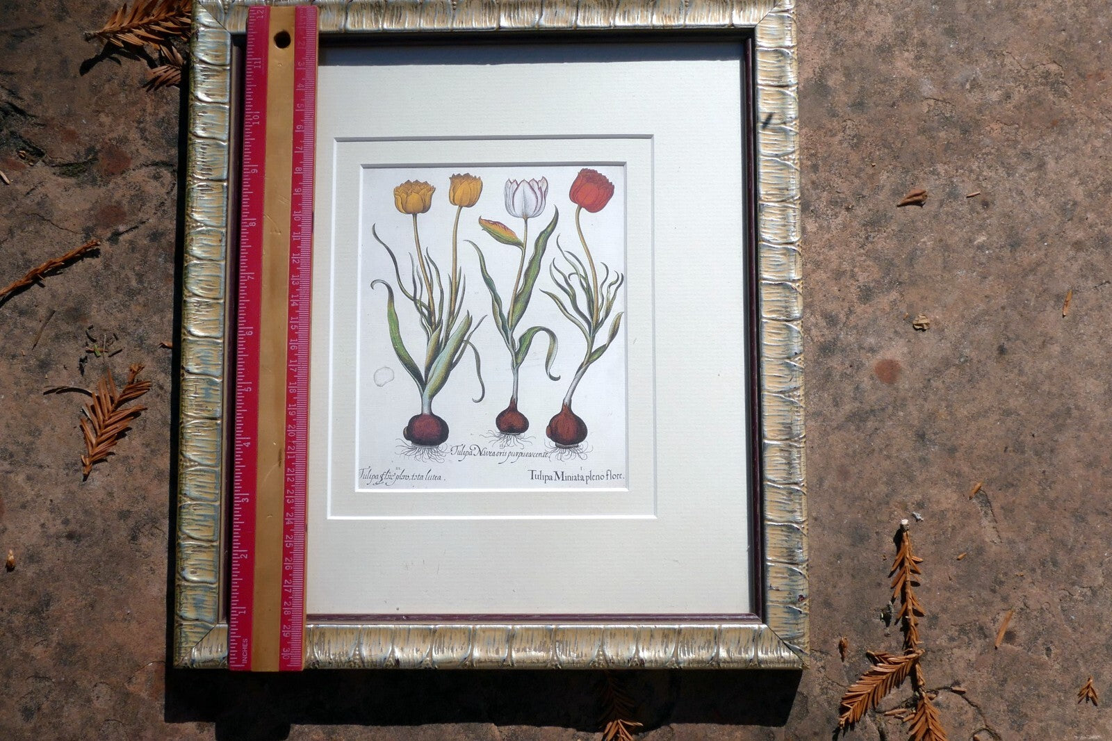 Basilius Besler TULIPA MINIATA PLENO FLORE FRAMED MATTED ART PRINT Tulip