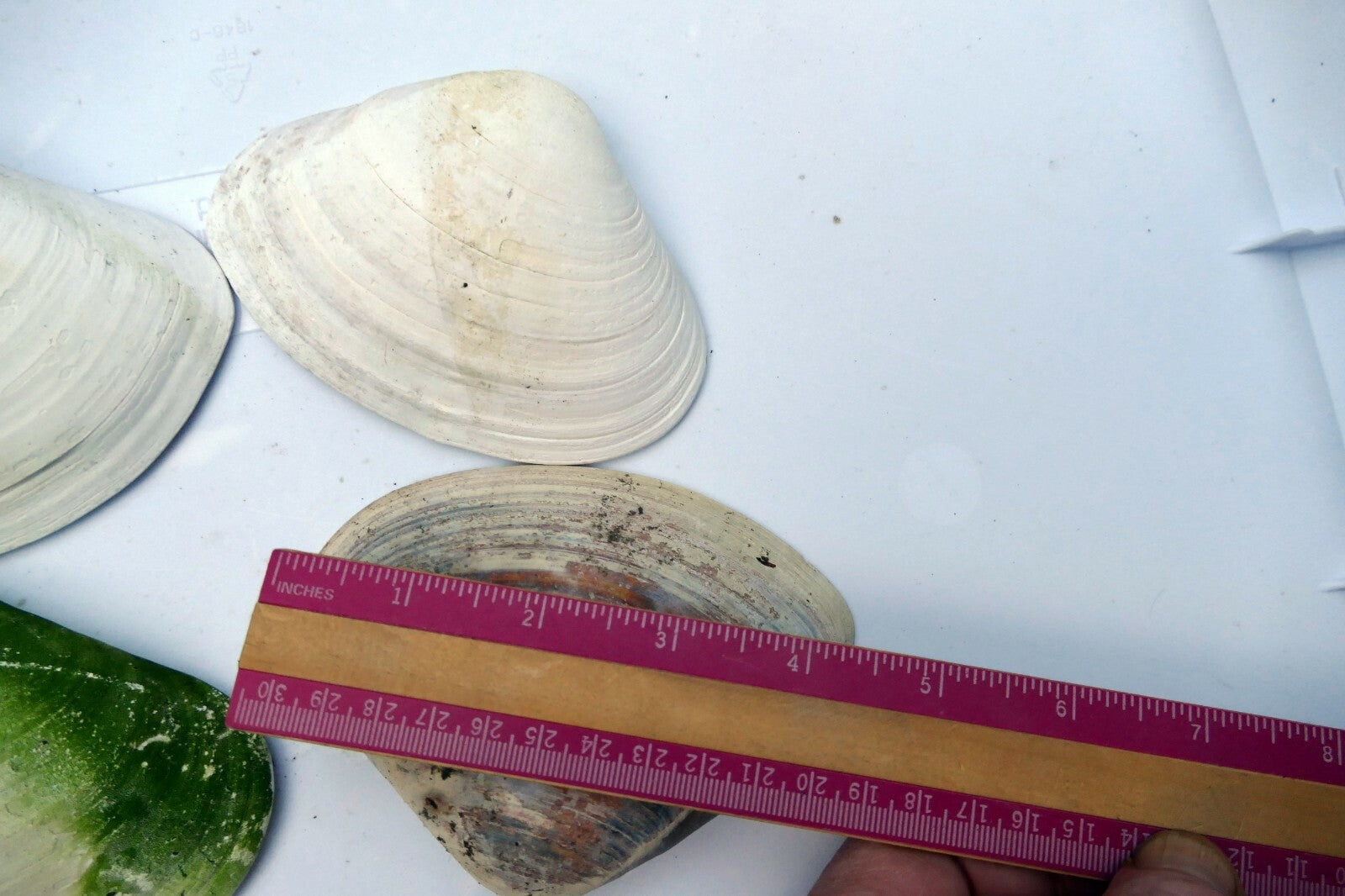 One Clam Shell 4.8"x4" Seashell from Ocean large sea beach aquarium decor