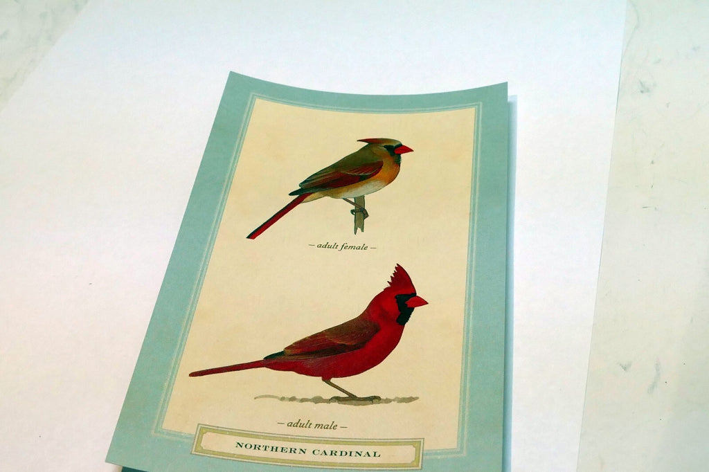 Northern Cardinal Postcard Bird by David Sibley - unposted , new