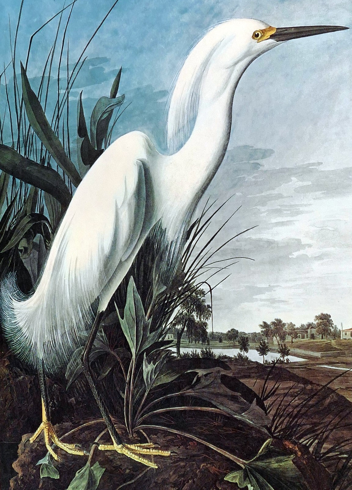1966 audubon print snowy egret, bird print 15x20" medium