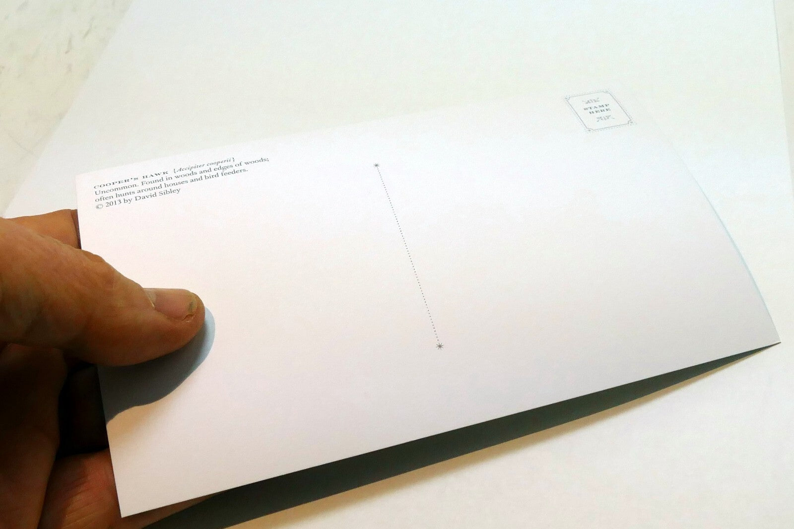 Cooper's Hawk USA  Postcard Bird by David Sibley - unposted , new