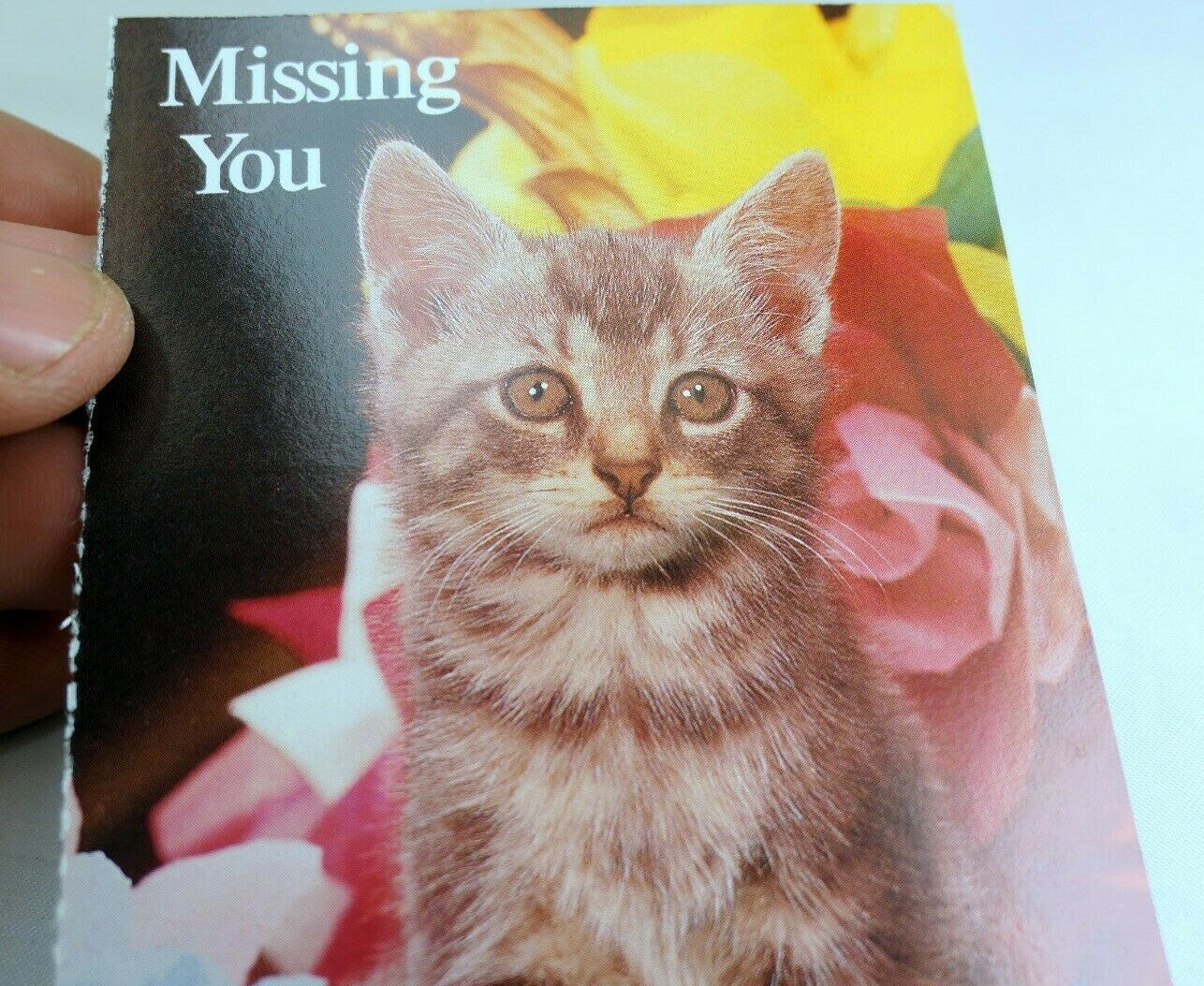 Missing you postcard animal shelter north shore league adopt a pet kitten 1980's