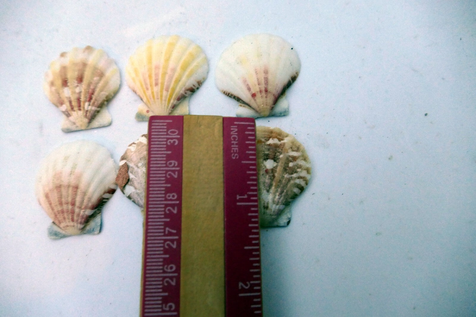 Clam Seashell Cockle Oyster Mussel SEA SHELL beach aquarium decor 1X1" small