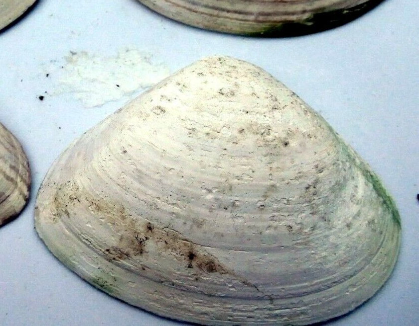 One clam shell 4.5"x3" seashell from ocean large sea beach aquarium decor