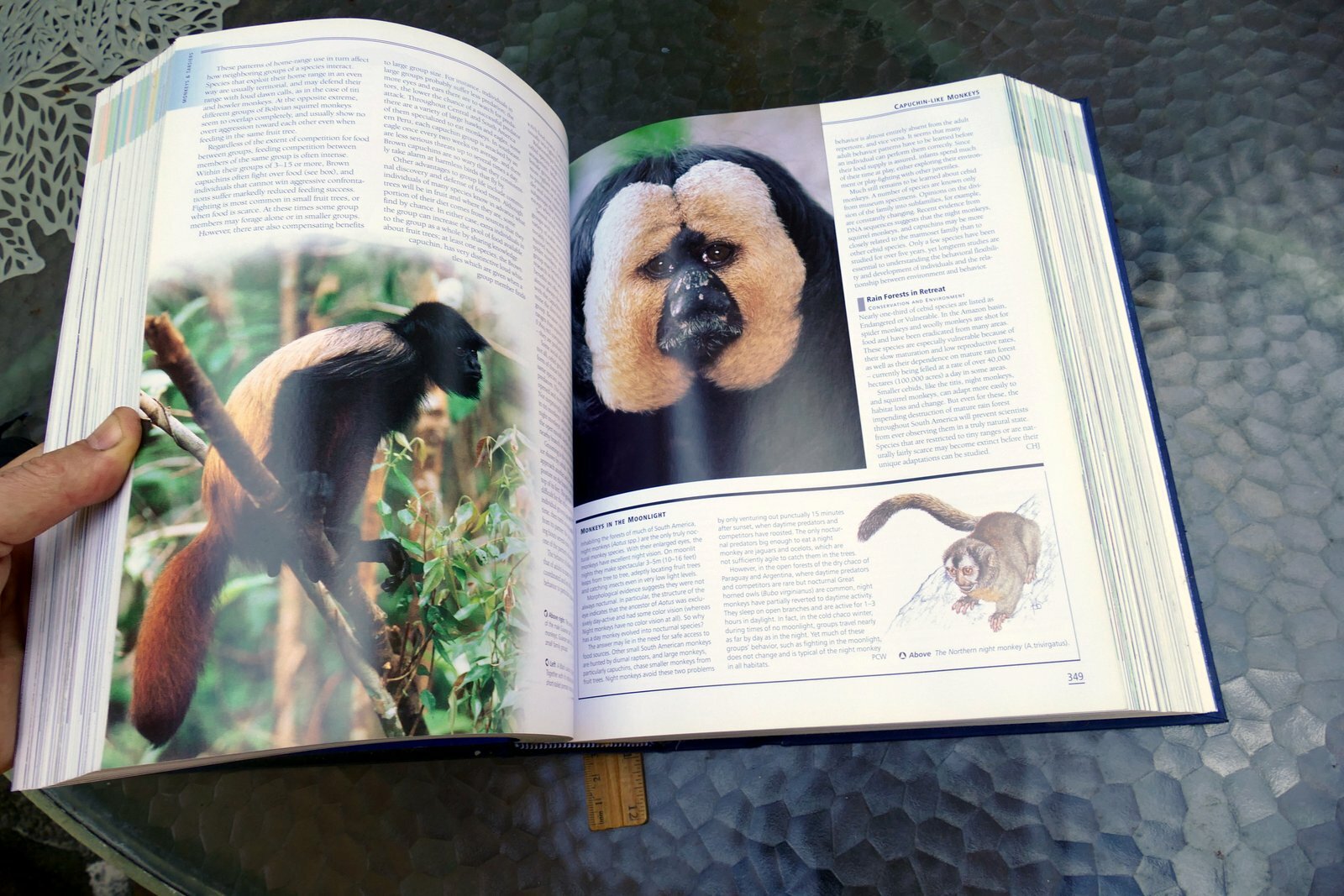 The New Encyclopedia of Mammals by David Macdonald Sasha Norris 2006 hardcover