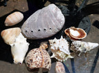 12oz lot of ocean shell seashell abalone california san francisco for fish tank
