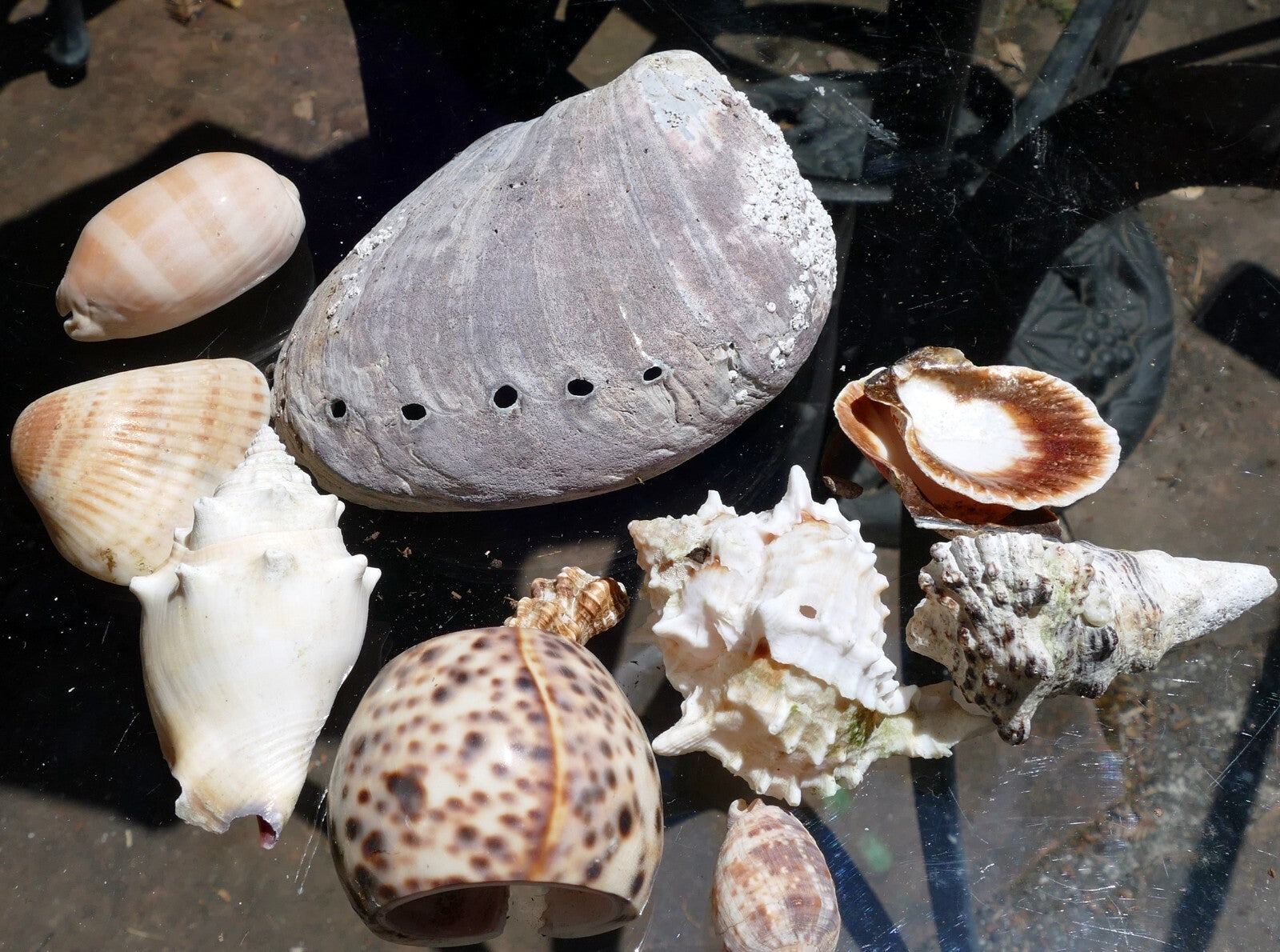12oz lot of ocean shell seashell abalone california san francisco for fish tank